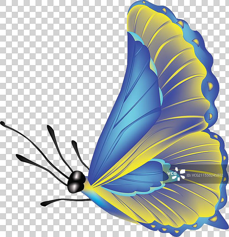 蝴蝶设计图片素材