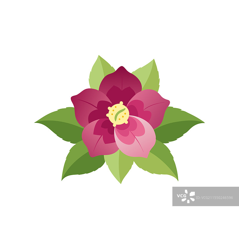 白色背景上孤立的黑心兜兰花图片素材