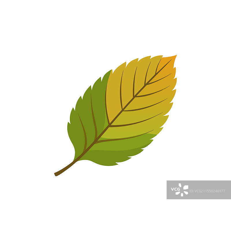 榉树叶子孤立在白色背景上图片素材