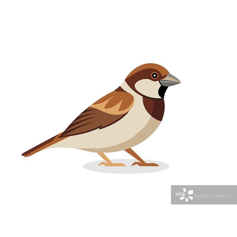 孤立在白色背景上的家麻雀图片素材