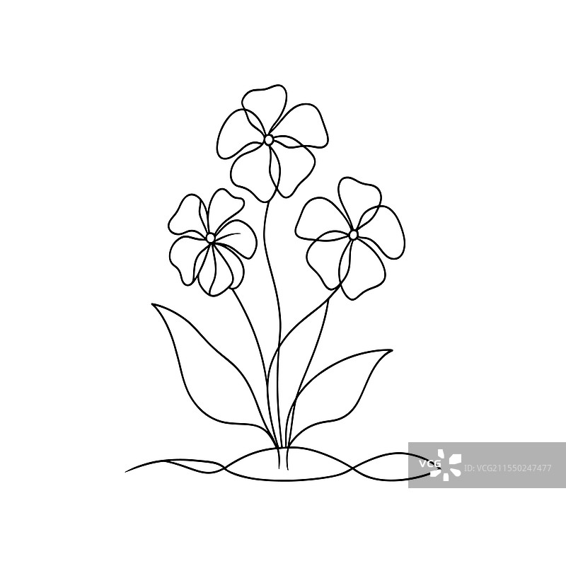 白色背景上的连续线条艺术的凤仙花图片素材