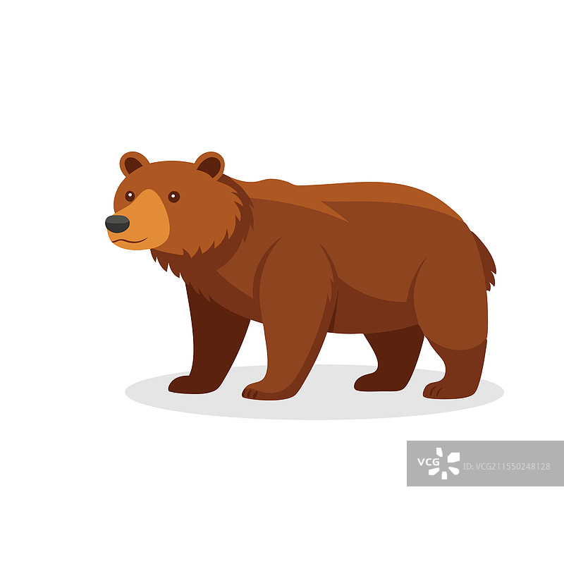 科迪亚克熊孤立在白色背景上图片素材