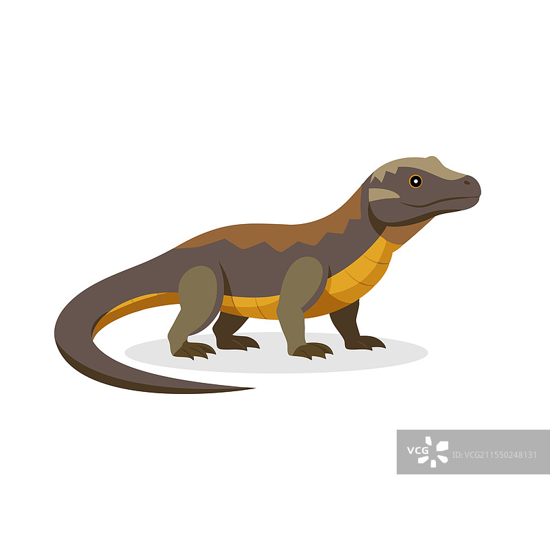 科莫多龙动物在白色背景上孤立展示图片素材