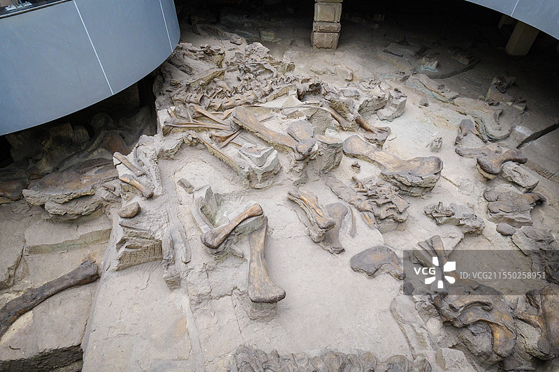 自贡恐龙博物馆的化石图片素材