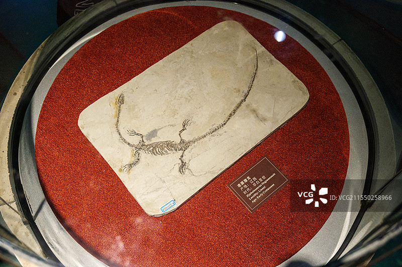 自贡恐龙博物馆的化石图片素材