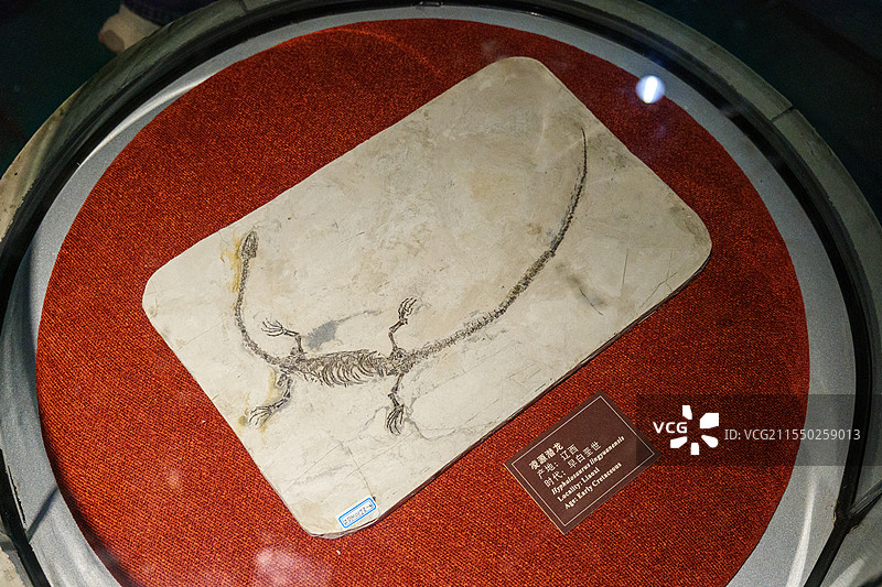 自贡恐龙博物馆的化石图片素材
