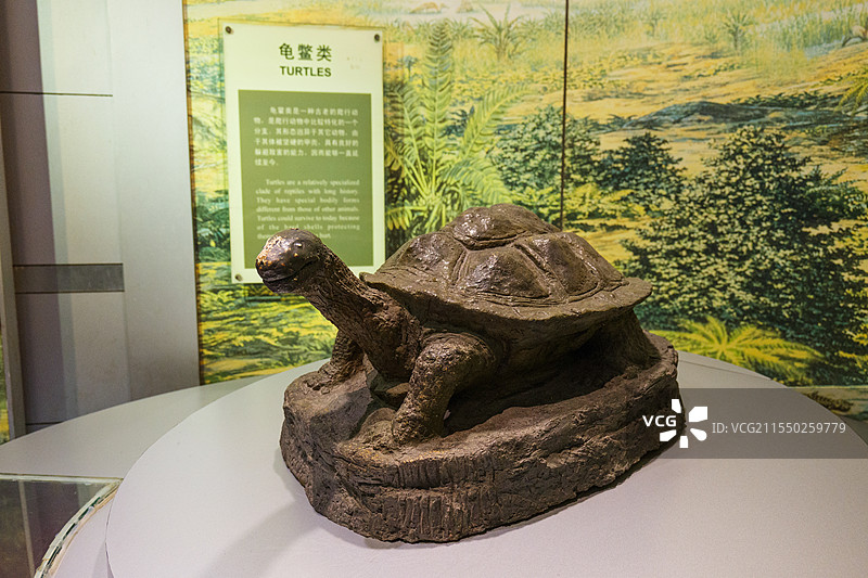 自贡恐龙博物馆龟鳖模型图片素材