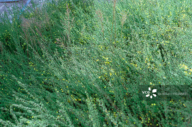 一片绿色的草丛图片素材