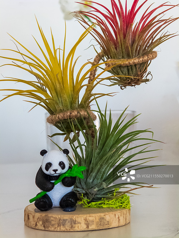 白色背景下盆栽植物（空气凤梨）的特写镜头图片素材