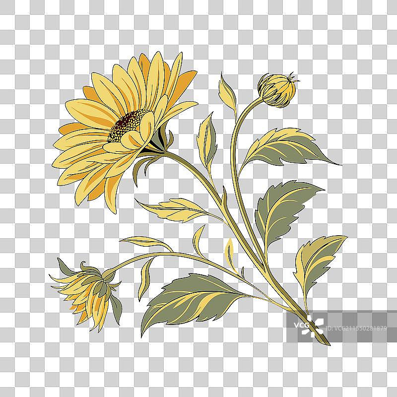 生机勃勃的向日葵图片素材