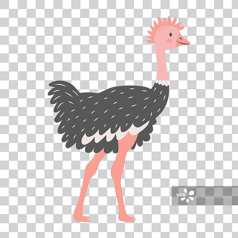 可爱的鸵鸟孤立在白色背景上图片素材