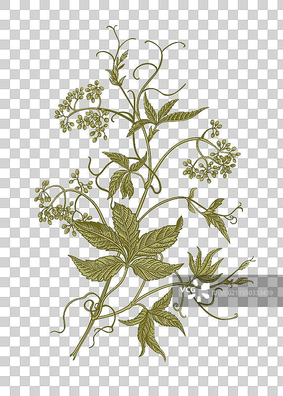 处女葡萄植物学图片素材