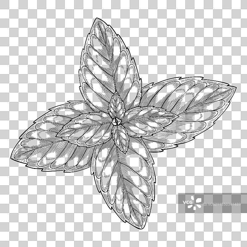 薄荷叶的画作图片素材