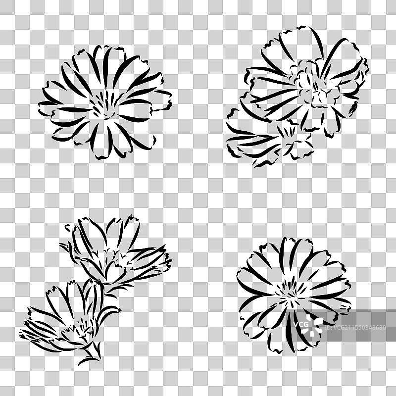 手绘的菊苣花图片素材