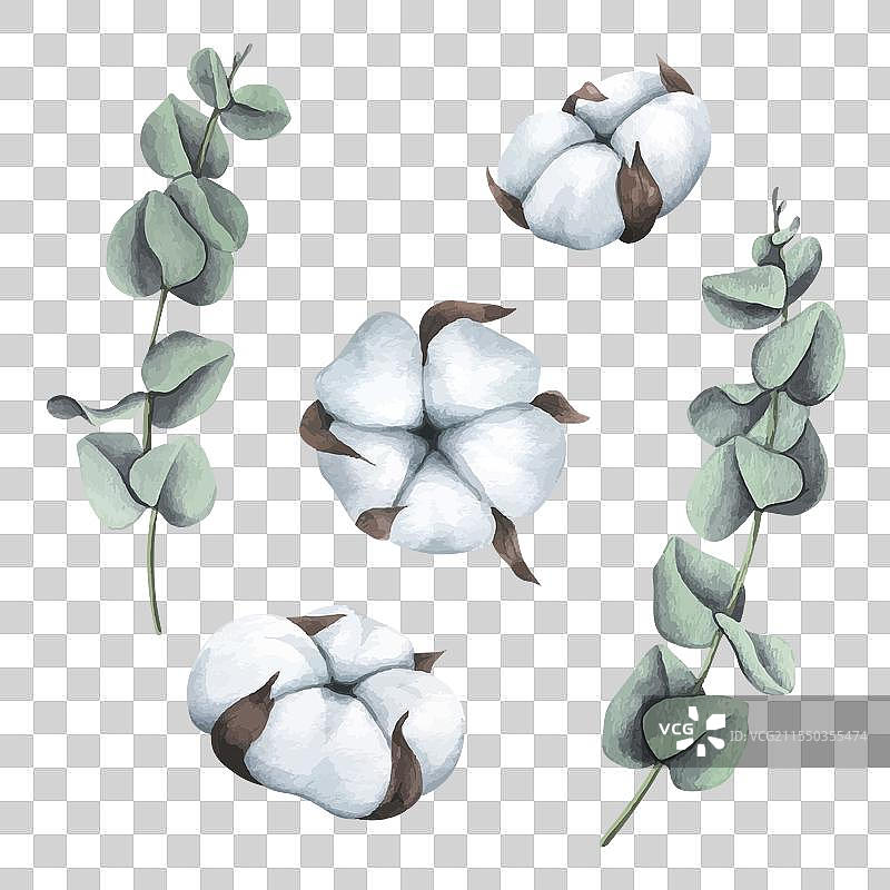 棉花花序和桉树水彩画图片素材