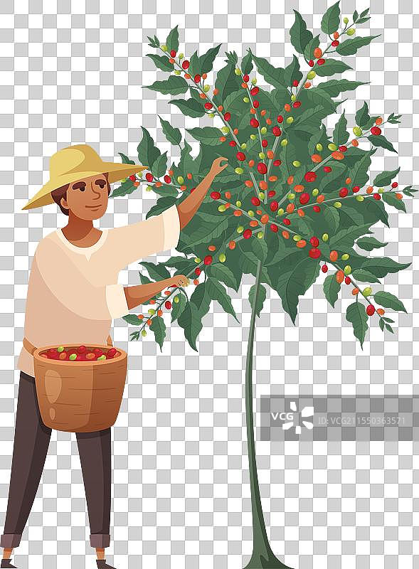 收获咖啡图片素材