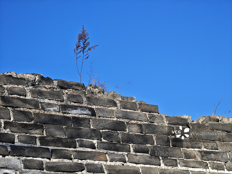 明城墙上的小草图片素材