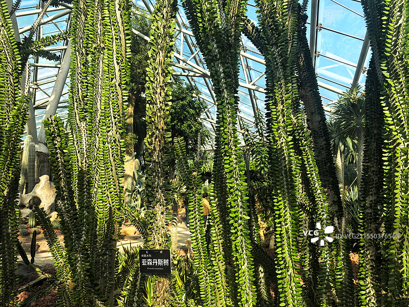 南京中山植物园乔木刺戟木科亚森丹斯树图片素材