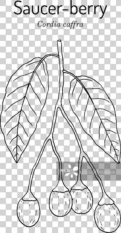 碟果树或塞普特树 Cordia caffra图片素材