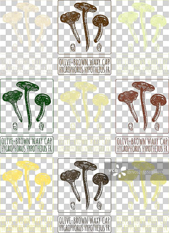 一组不同类型的橄榄棕色蜡帽蘑菇绘图图片素材
