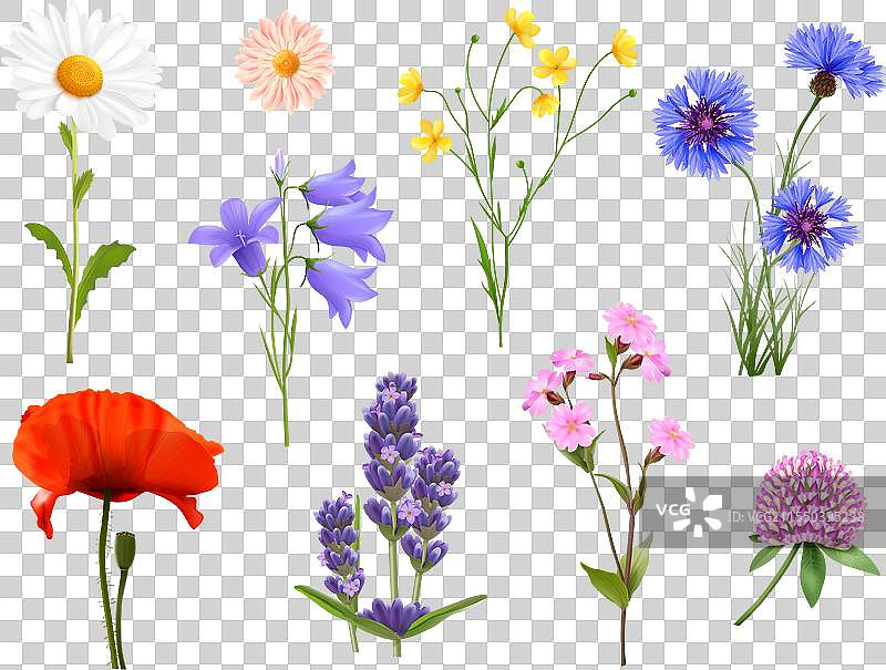 逼真的野花，孤立的野花，春天图片素材