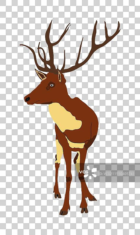 白色背景上的红鹿图片素材