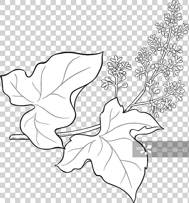 孤立的库库伊树枝轮廓图片素材