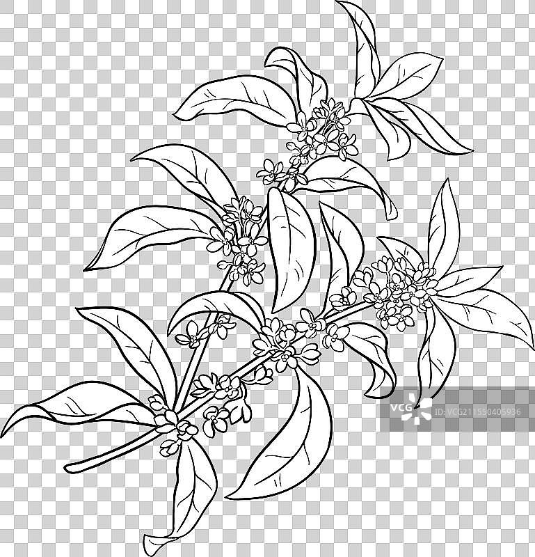 桂花枝与浆果轮廓图片素材