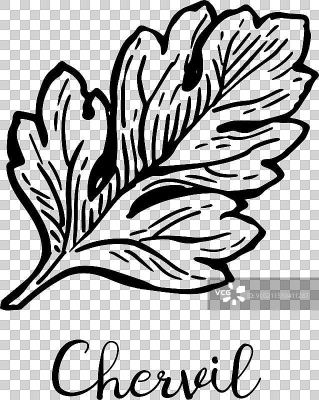 香芹草的墨水素描图片素材