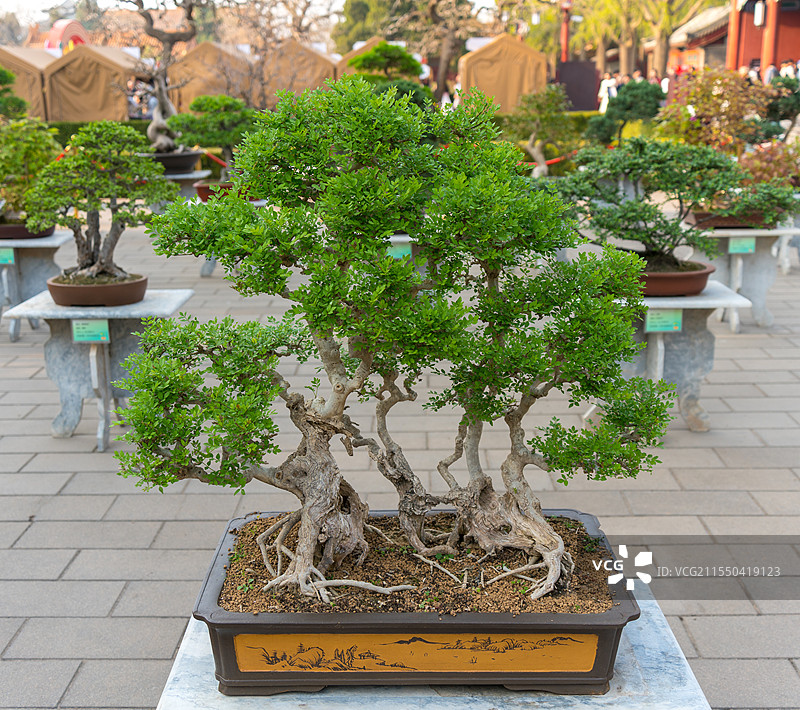 树桩盆景图片素材