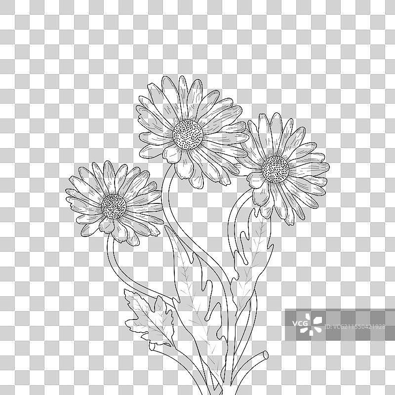 儿童用的雏菊花涂色页图片素材