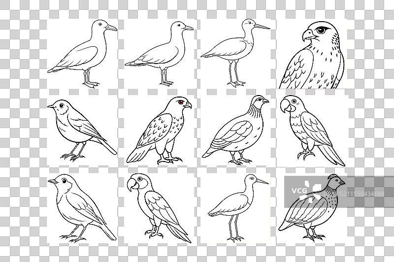 鸟类线条艺术图标集图片素材