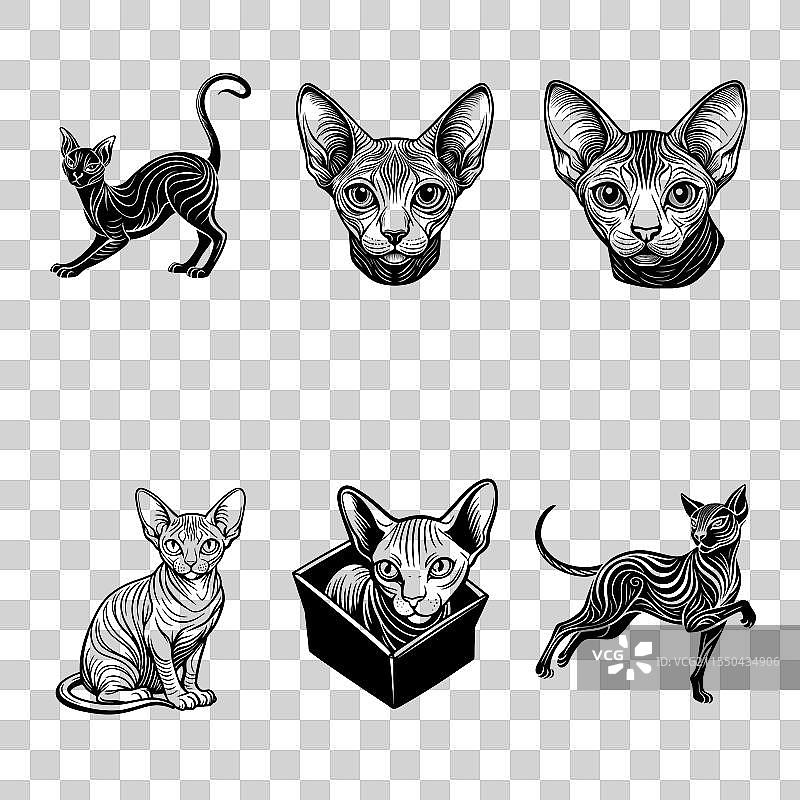 无毛猫的图片图片素材