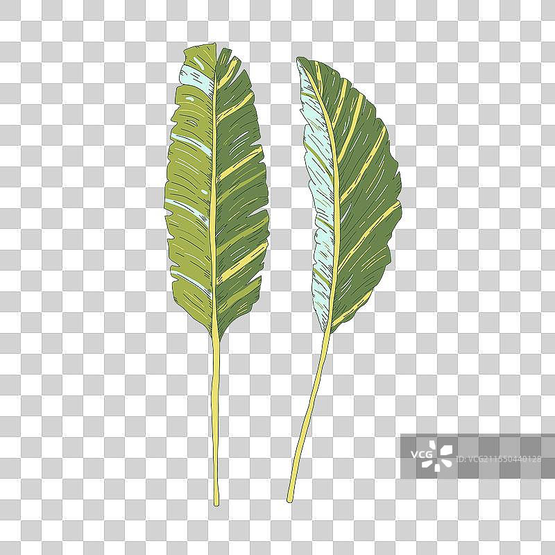 一组香蕉叶，象征着联系图片素材