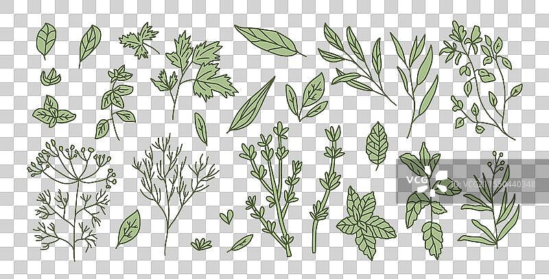 烹饪香草组合：香菜、罗勒、百里香、薄荷和图片素材