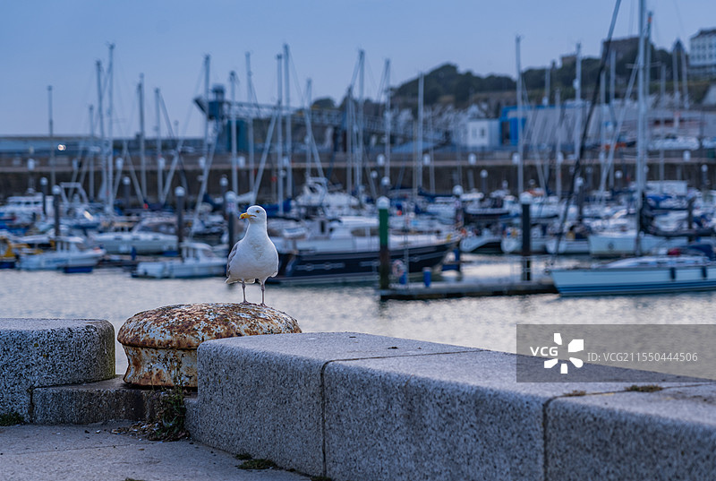 拉姆斯盖特港口的海鸥图片素材