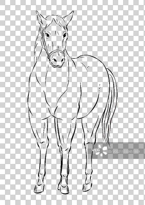 一匹站立的马正面视角动物手绘插画元素图片素材