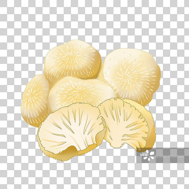 菌类猴头菇插画图片素材