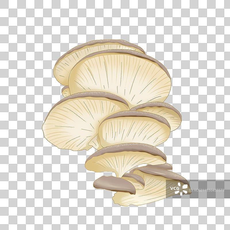 菌类平菇插画图片素材