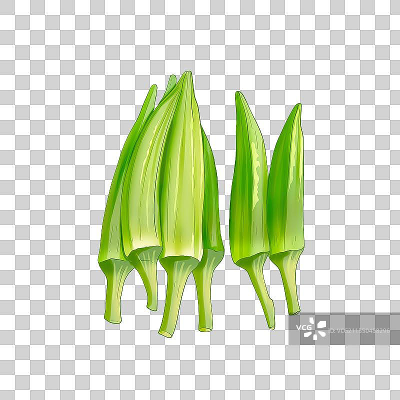 秋葵蔬菜插画图片素材
