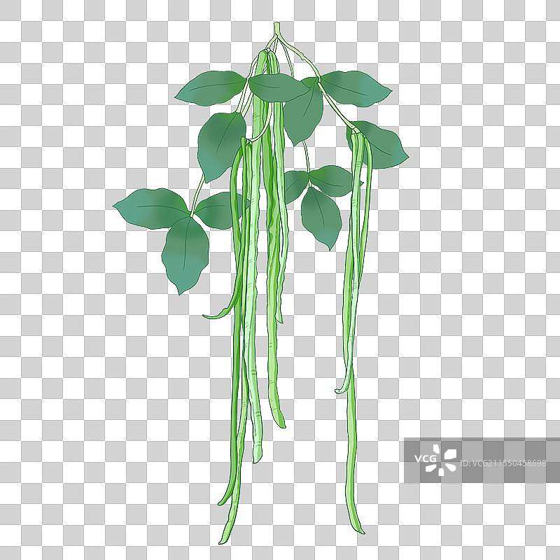 豇豆蔬菜插画图片素材