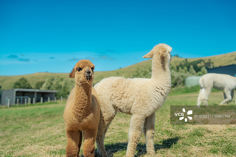 两只可爱的羊驼 驼色图片素材