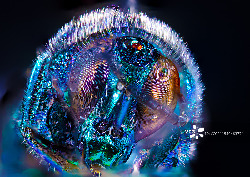 2.5倍下的上海青蜂脸图片素材