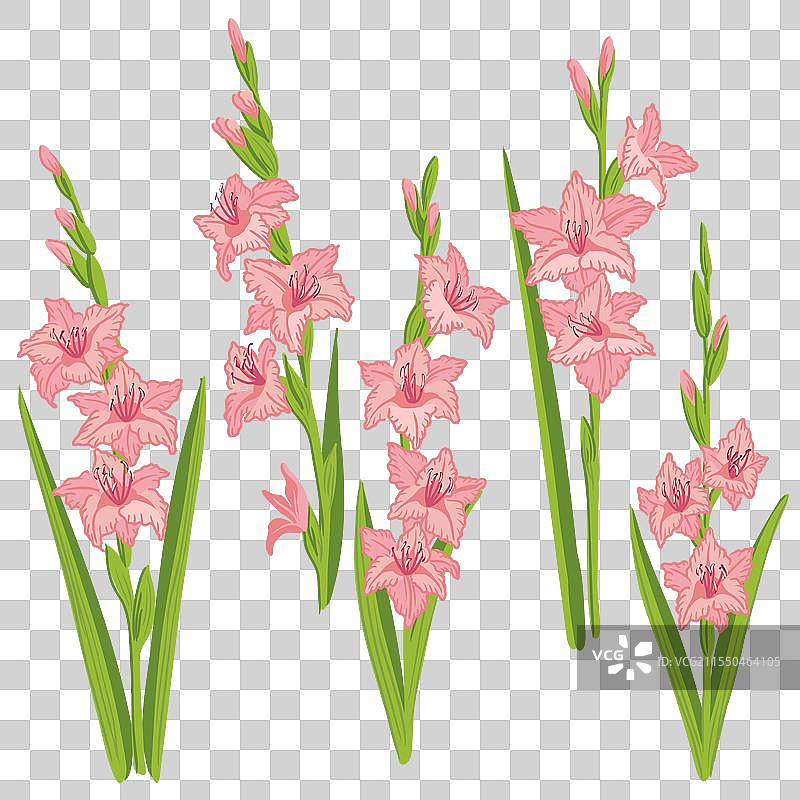 绘制花园中的剑兰花图片素材