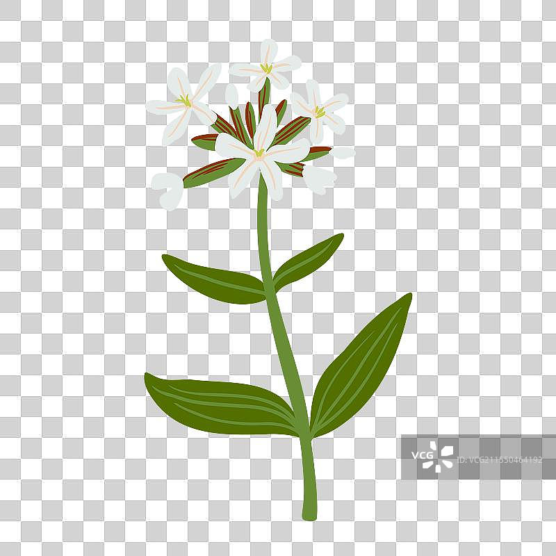 野花香皂草的绘画图片素材