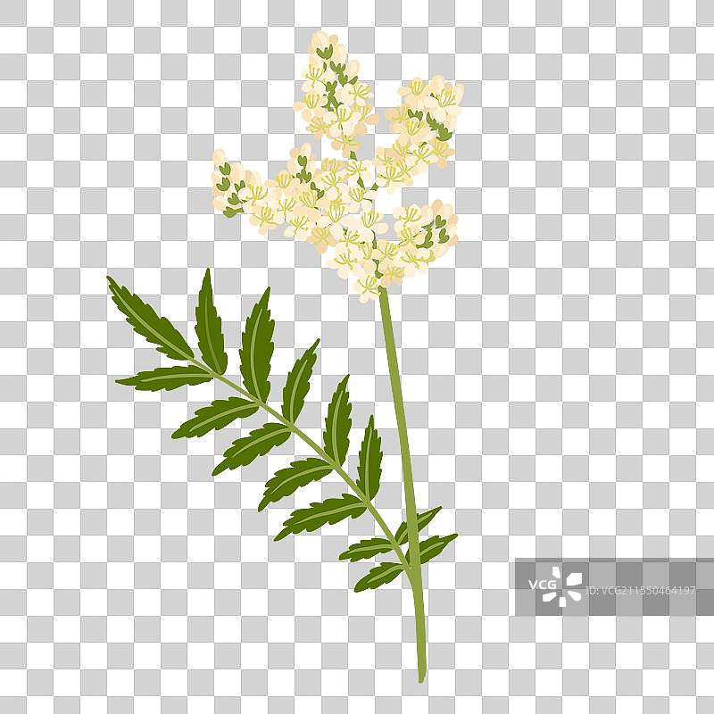 绘制野生花卉——甜草图片素材