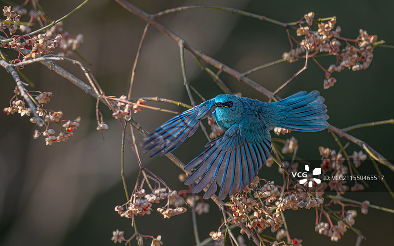 铜蓝鹟图片素材