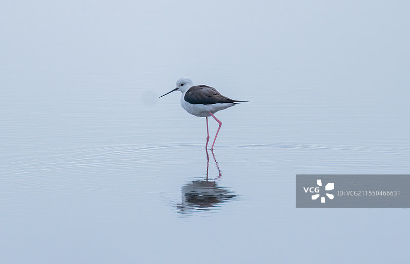 黑翅长脚鹬图片素材