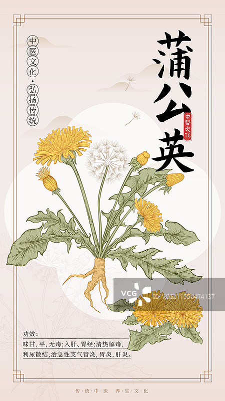 中医药蒲公英插画海报图片素材