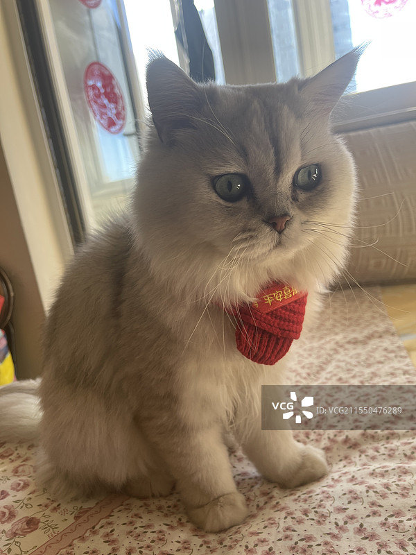 金吉拉 过年红围脖图片素材